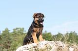 BERGER ALLEMAND 115